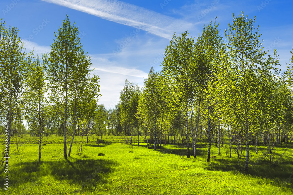 Deciduous tree Birch ( lat. Betula ) Deciduous tree Birch ( lat. Betula )
