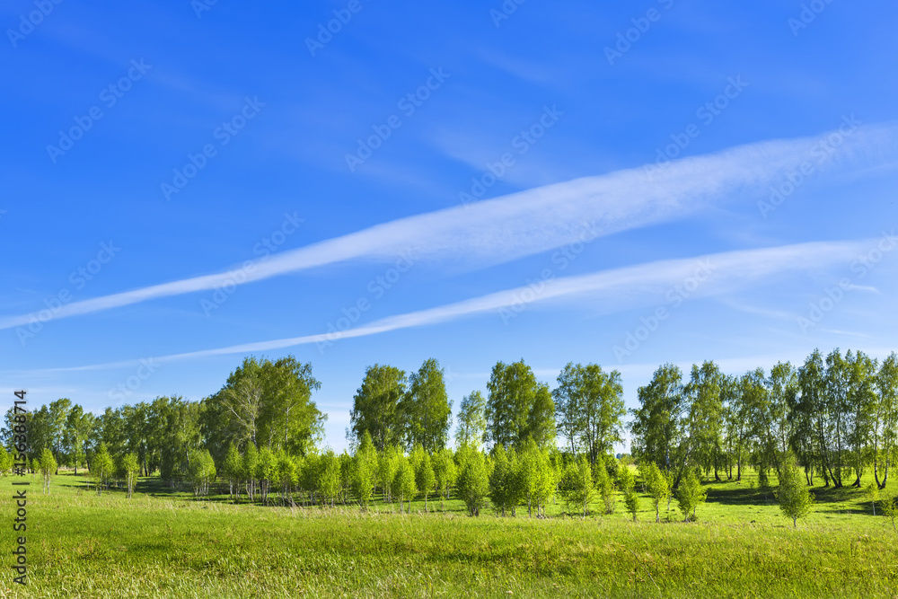 Obraz premium Spring landscape with a young birch grove