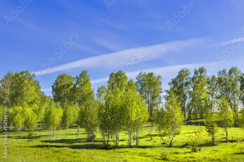 Spring landscape with a young birch grove