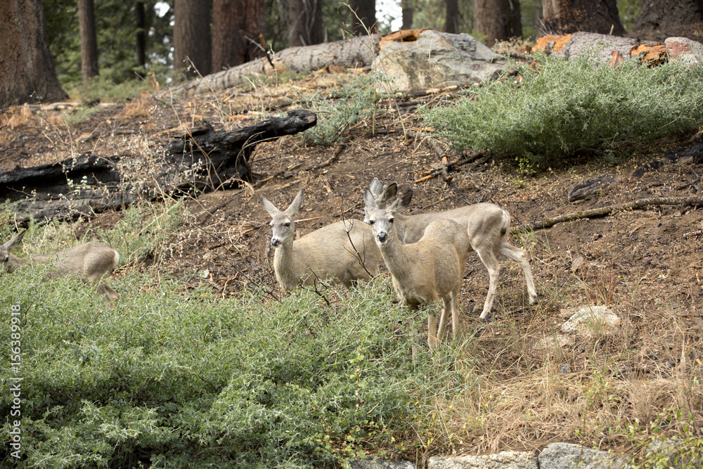 Fototapeta premium Mule deer herd graze, in the Sequoia National Park forest 
