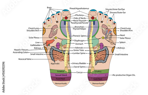Acupuncture - Foot Scheme photo
