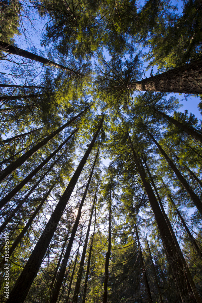 Fototapeta premium Trees abut the sky
