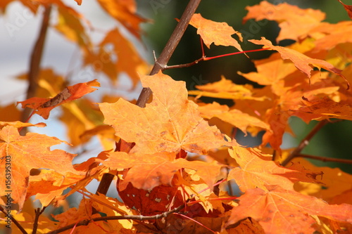 Des feuille d   rable en pleine couleur d automne  un beau orange feu