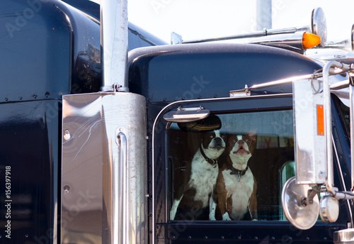 Photography dogs man best friends