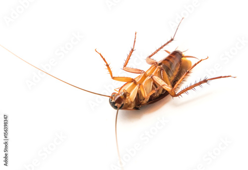 Closeup cockroach on white background for Insecticide product concept, selective focus