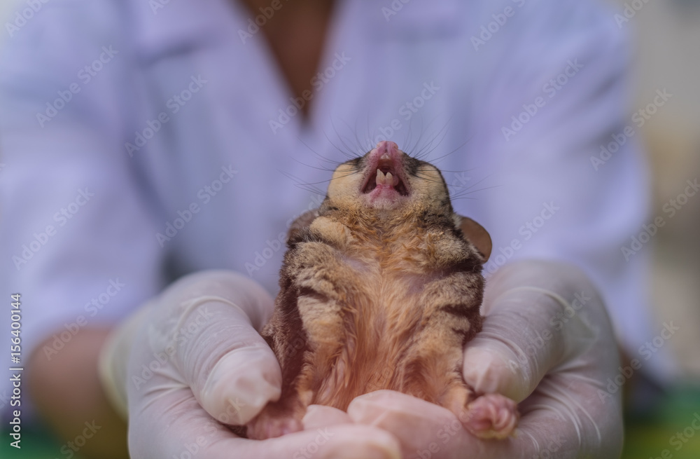 Close up of female veterinarian holding Sugar glider on hands and opened mouth. Close-up teeth.