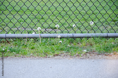 Mesh fence with grass and dandelions