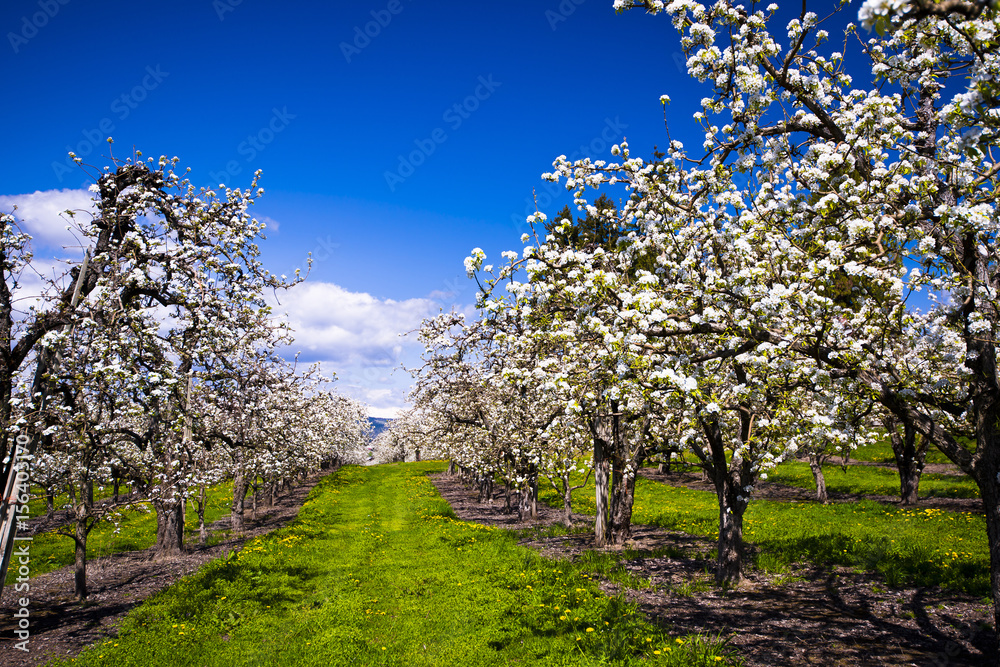 Beautiful blooming white orchard Beautiful blooming white orchard