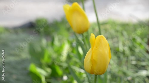 Beautiful tulips bloom in the spring photo