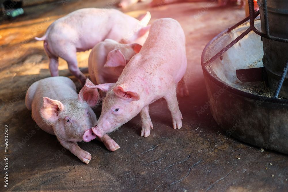 Small piglet in the farm. Group of Pig indoor on a farm yard in Thailand. swine in the stall. Small piglet in the farm. Group of Pig indoor on a farm yard in Thailand. swine in the stall.