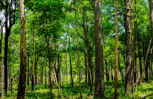 Forest and horticulture in Huai Kha Khang National Park at Uthai Thani ,Thailand. (Natural heritage)