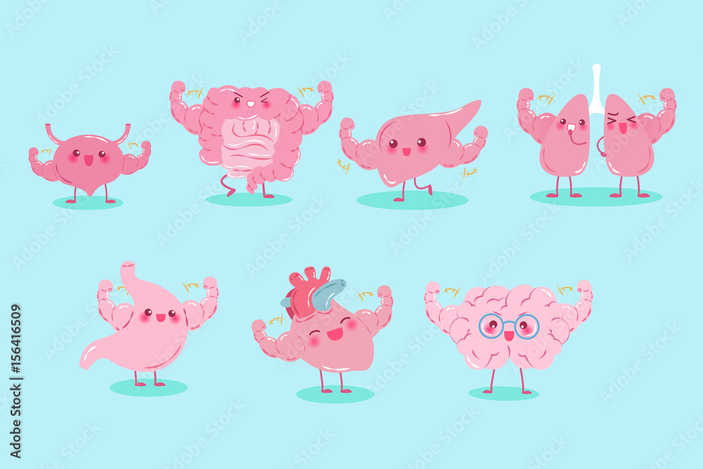 cute cartoon different organ cute cartoon different organ