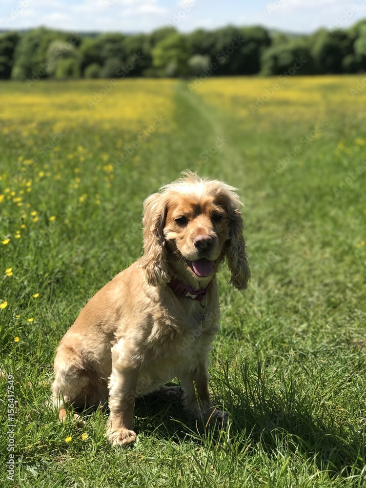 Honey the dog Honey the dog