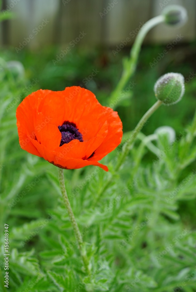 Red flowers and green seedpods of poppy Papaver Orientale Red flowers and green seedpods of poppy Papaver Orientale