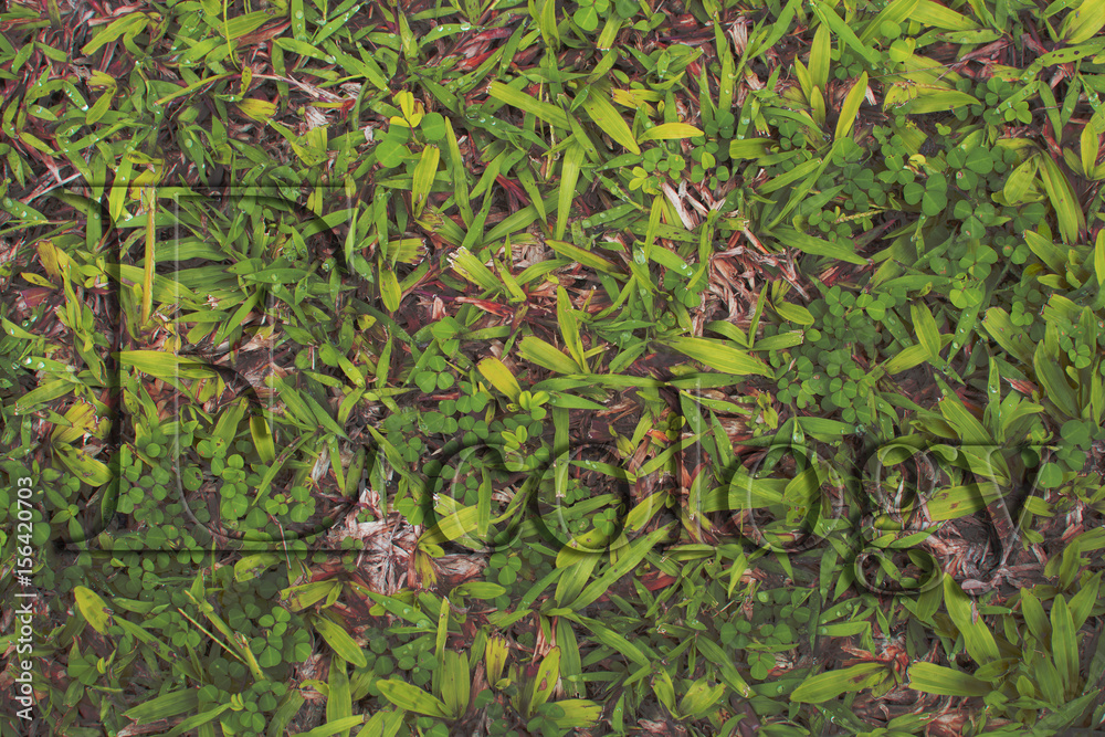 Ecology text greaphic on the grass Ecology text greaphic on the grass
