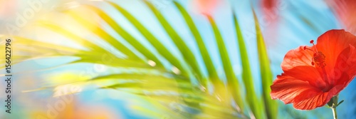 tropical natural background