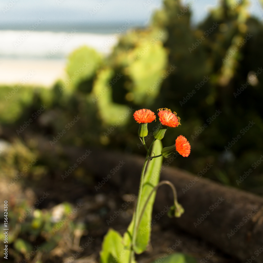 Obraz premium Tiny flower near the beach