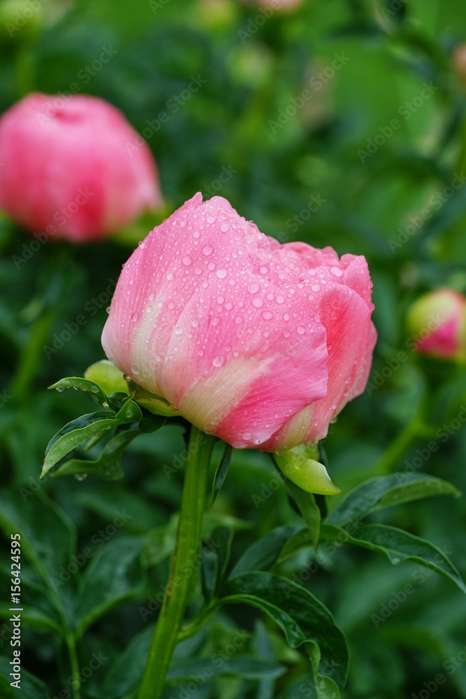 Wet fragrant pale pink peony flower after the rain Wet fragrant pale pink peony flower after the rain
