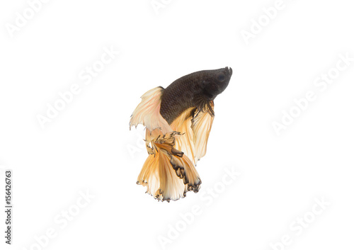 Fototapeta Naklejka Na Ścianę i Meble -  Beautiful Siamese fighting fish on white background