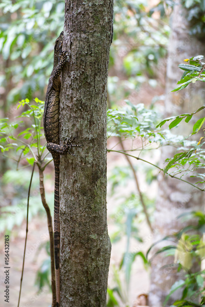 Monitor Lizard climbing tree Monitor Lizard climbing tree