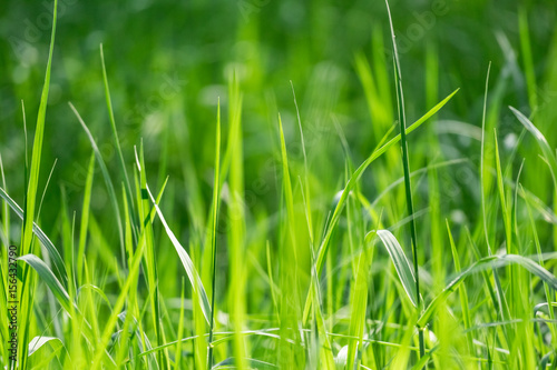 close up of the grass
