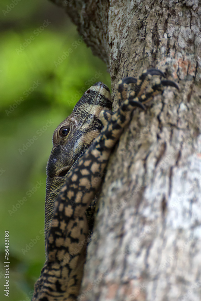 Naklejka premium Closeup of monitor lizard eye while climbing tree
