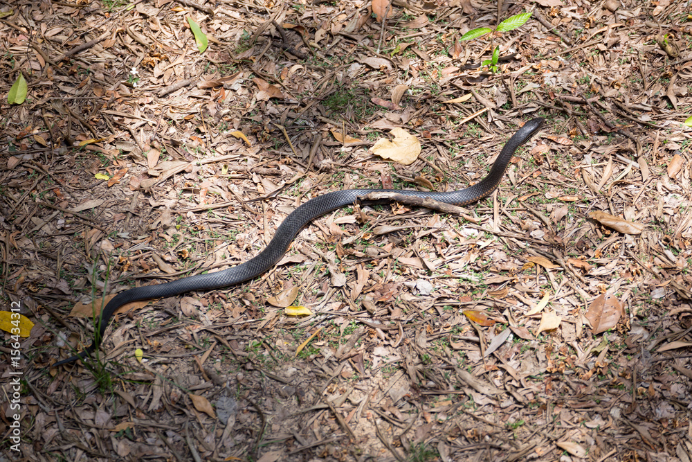Red-bellied black snake on forest floor Red-bellied black snake on forest floor