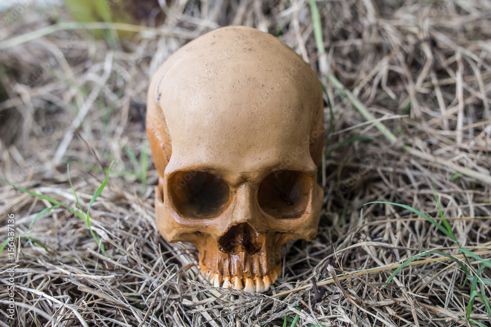 skull in the forest
skull in the forest