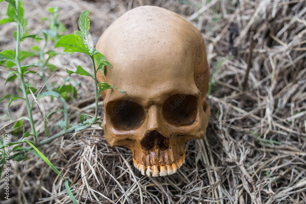 skull in the forest
skull in the forest