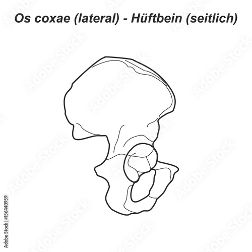Pelvis Hüftbein Os coxae Hüfte lateral seitlich Anatomie Grafik Zeichnung Übersicht latein deutsch Übung gemalt