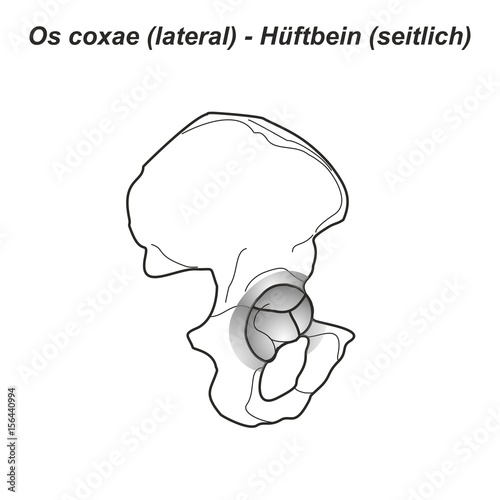 Pelvis Hüftbein Os coxae Hüfte lateral seitlich Anatomie Grafik Zeichnung Übersicht latein deutsch