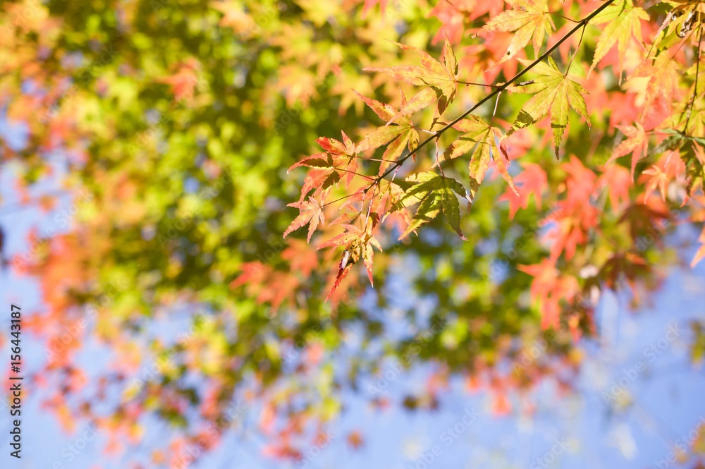 Beautiful autumn foliage, easy to use as a background for banners, etc.