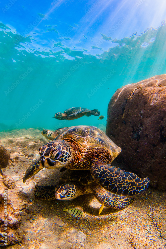 Naklejka premium Endangered Hawaiian Green Sea Turtle swimming in the warm waters of the Pacific Ocean in Hawaii