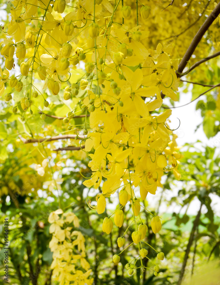 Golden shower or Cassia fistula Golden shower or Cassia fistula