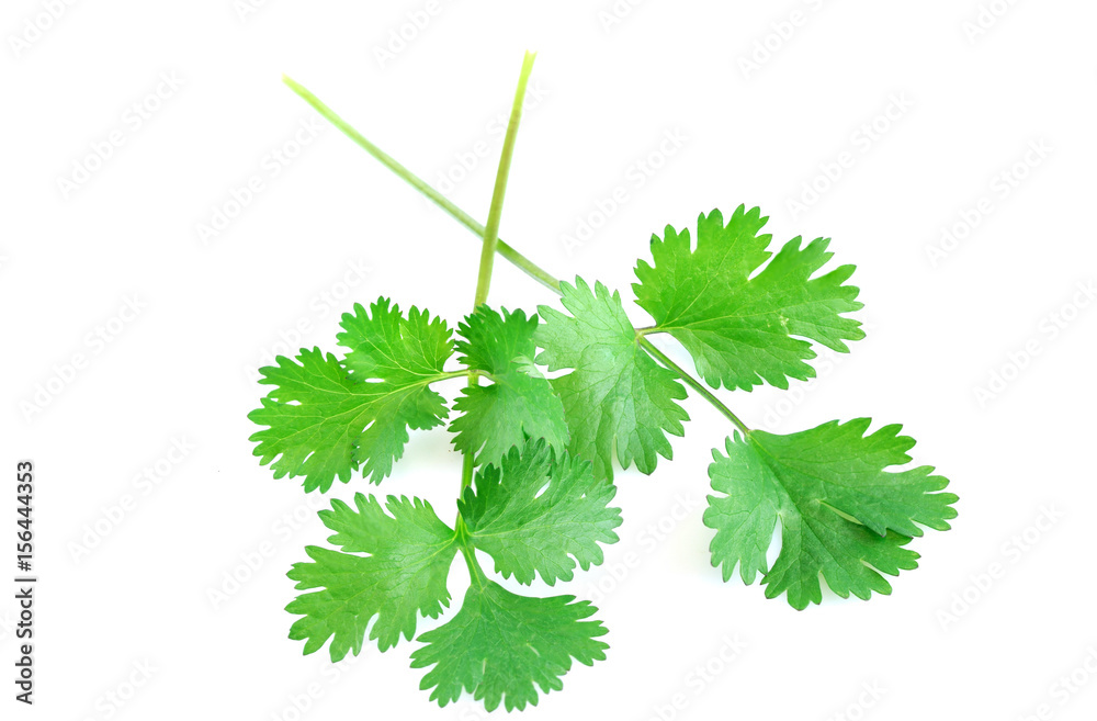 Fototapeta premium fresh green cilantro isolated on white background