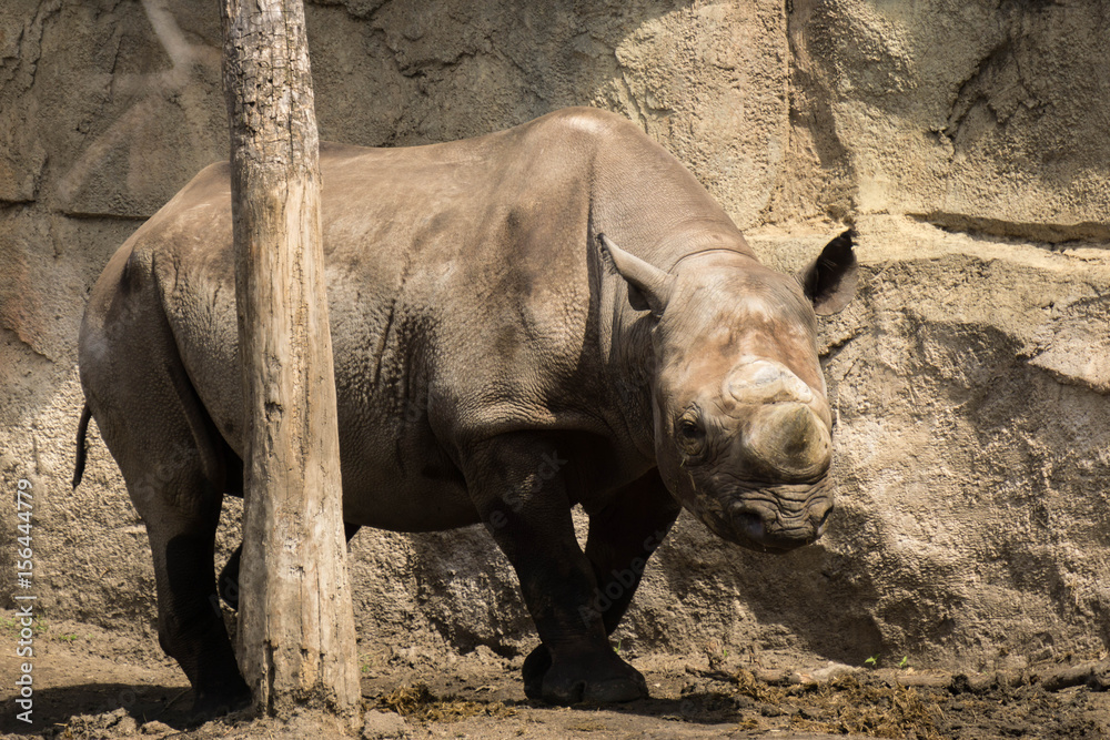 Fototapeta premium Rhino