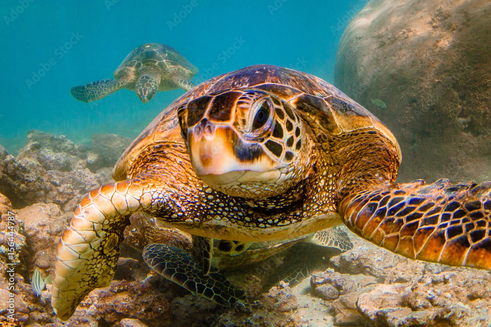 Fototapeta premium Endangered Hawaiian Green Sea Turtle swimming in the warm waters of the Pacific Ocean in Hawaii