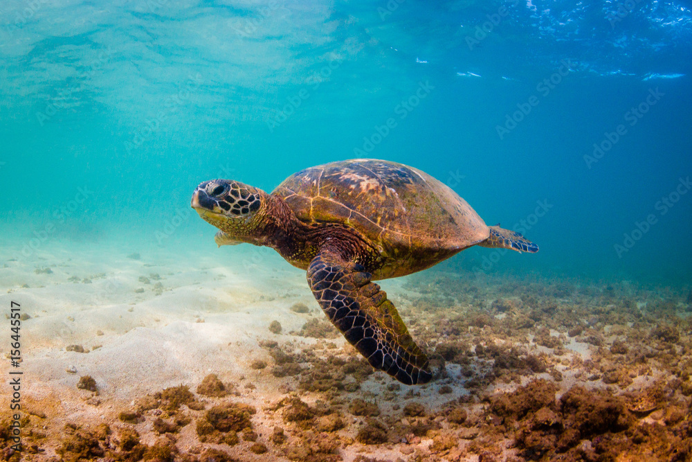 Hawaiian Green Sea Turtle swimming in the warm waters of the Pacific Ocean in Hawaii