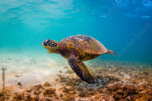Hawaiian Green Sea Turtle swimming in the warm waters of the Pacific Ocean in Hawaii © shanemyersphoto