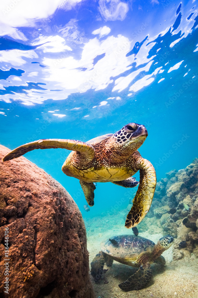 Obraz premium Hawajski żółw zielony pływający w ciepłych wodach Oceanu Spokojnego na Hawajach