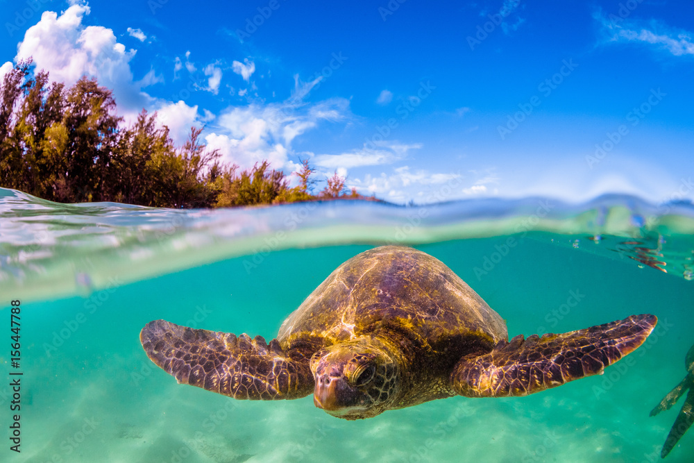 Fototapeta premium Hawaiian Green Sea Turtle swimming in the warm waters of the Pacific Ocean in Hawaii