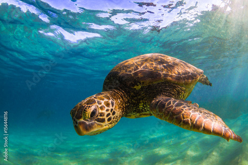 Hawaiian Green Sea Turtle swimming in the warm waters of the Pacific Ocean in Hawaii