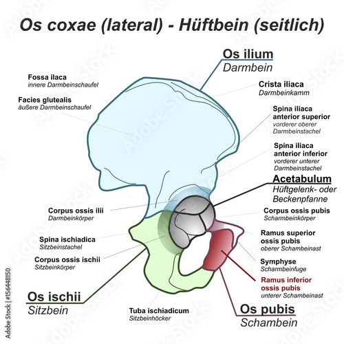 Pelvis Hüftbein Os coxae Hüfte lateral seitlich Anatomie Grafik Zeichnung Übersicht latein deutsch photo