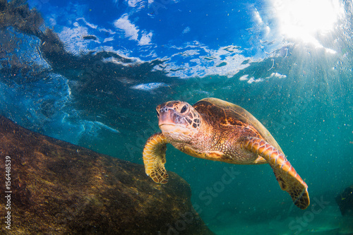 Hawajski żółw zielony pływanie na Oceanie Spokojnym na Hawajach