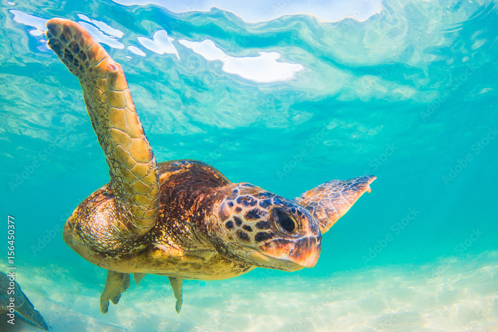 Obraz premium Hawaiian Green Sea Turtle swimming in the Pacific Ocean of Hawaii