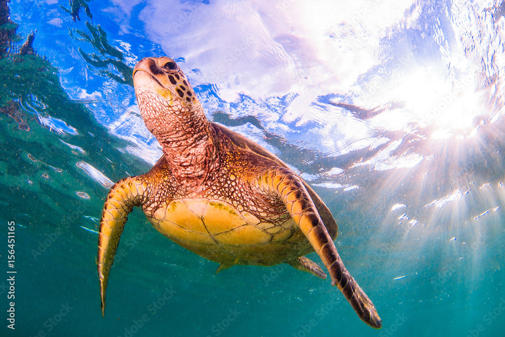 Obraz premium Hawaiian Green Sea Turtle swimming in the Pacific Ocean of Hawaii