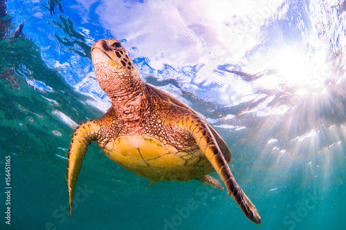 Hawaiian Green Sea Turtle swimming in the Pacific Ocean of Hawaii