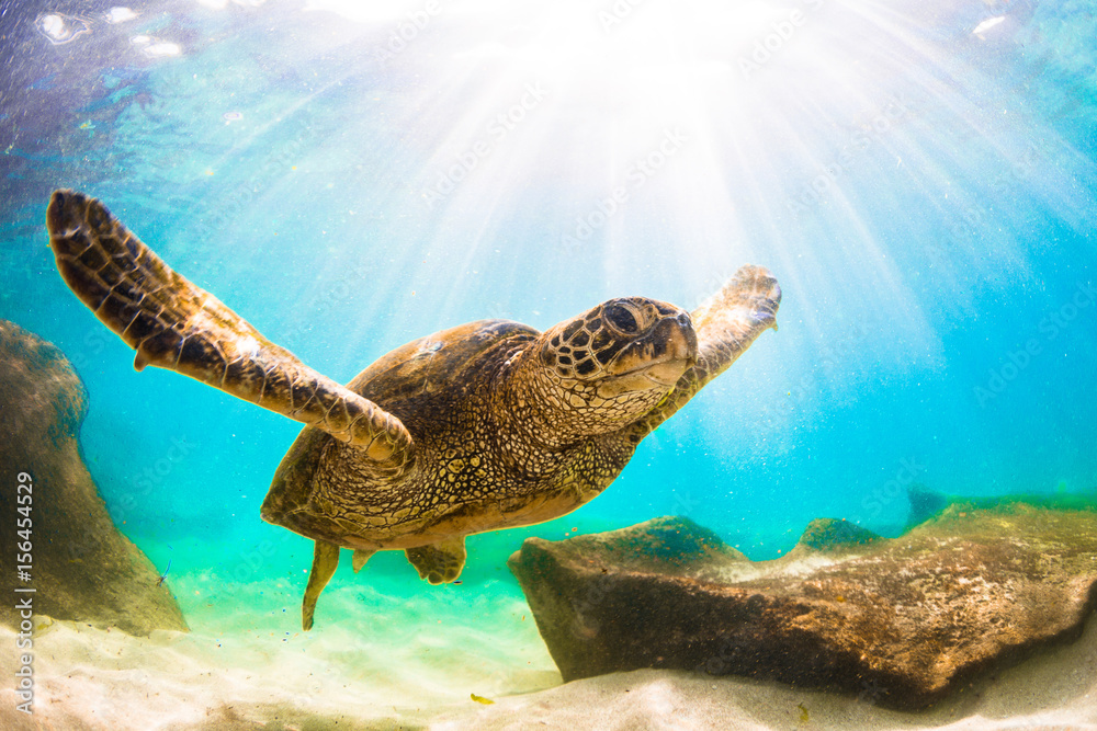 Naklejka premium Endangered Hawaiian Green Sea Turtle swimming in the warm waters of the Pacific Ocean in Hawaii