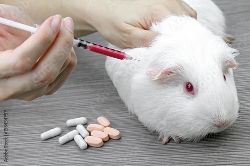 Testing drugs and vaccine on a mouse, Laboratory animals, Animal  Inoculation, guinea pig. Stock Photo | Adobe Stock
