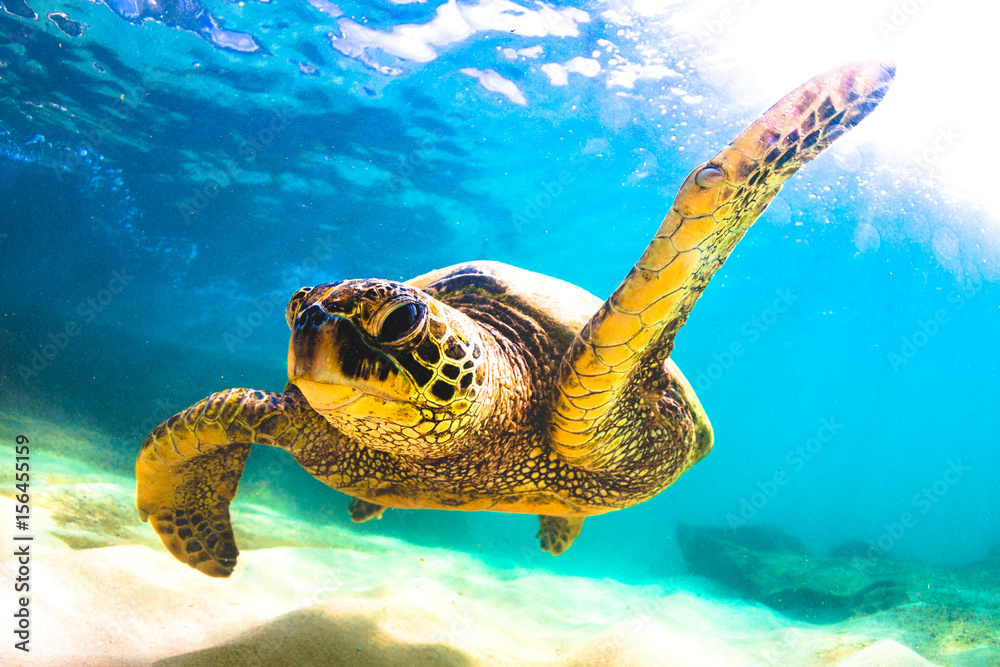 Obraz premium Endangered Hawaiian Green Sea Turtle swimming in the warm waters of the Pacific Ocean in Hawaii